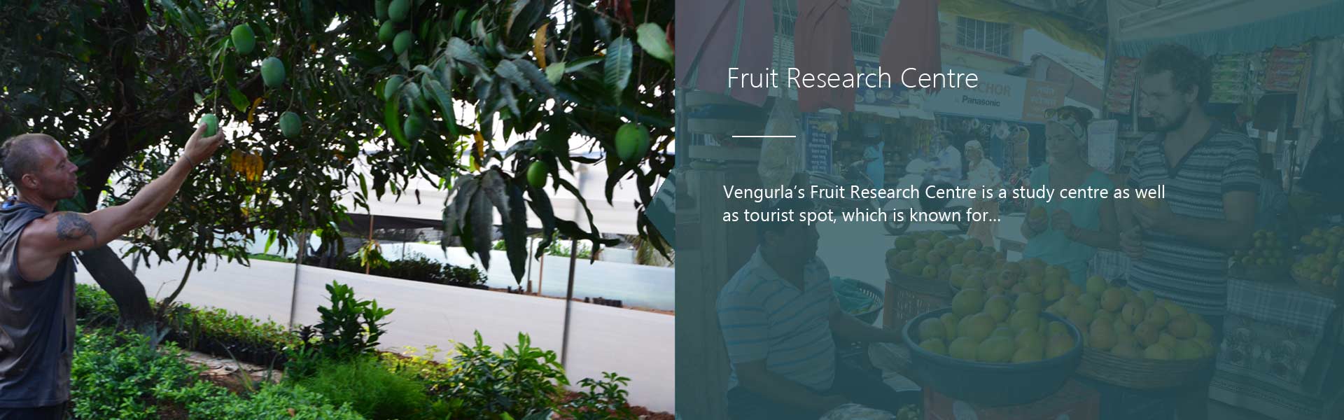 Fruit Research Center in Vengurla